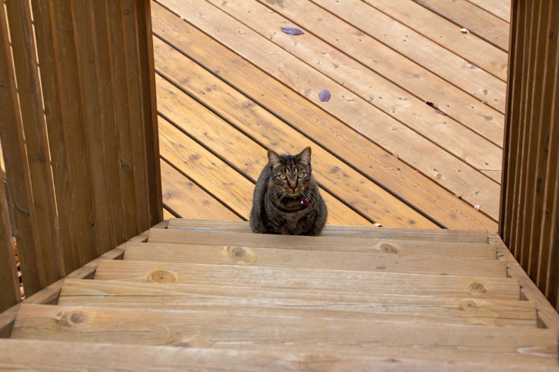 Deck Steps Repair in Alpharetta, GA